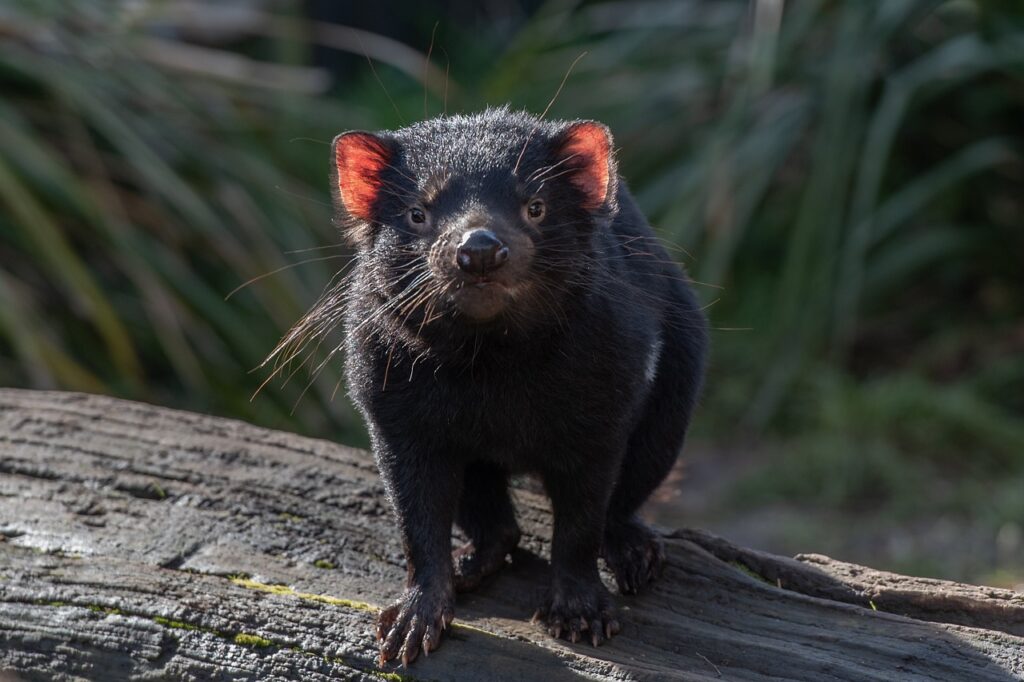 tasmanian devil, marsupial, wildlife-6479685.jpg